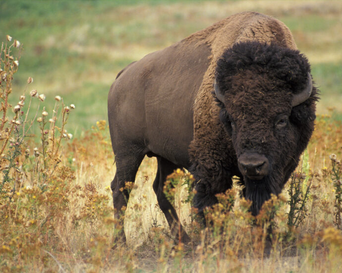 Is Buffalo Kosher?